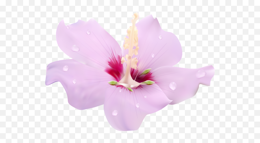 Hibiscus Flower Free Transparent U0026 Png Clipart Download - Portable Network Graphics,Hawaiian Flower Png