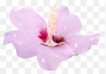 Hibiscus Flower Free Transparent U0026 Png Clipart Download - Portable Network Graphics,Hawaiian Flower Png