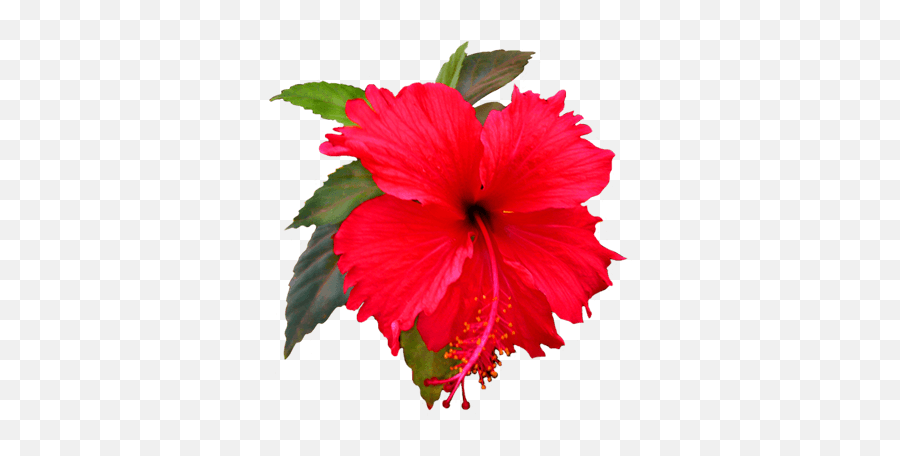 Download Hd Hibiscus Clipart Png - Shoe Flower Clip Art Flower Clip Art,Flower Art Png