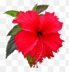 Download Hd Hibiscus Clipart Png - Shoe Flower Clip Art Flower Clip Art,Flower Art Png