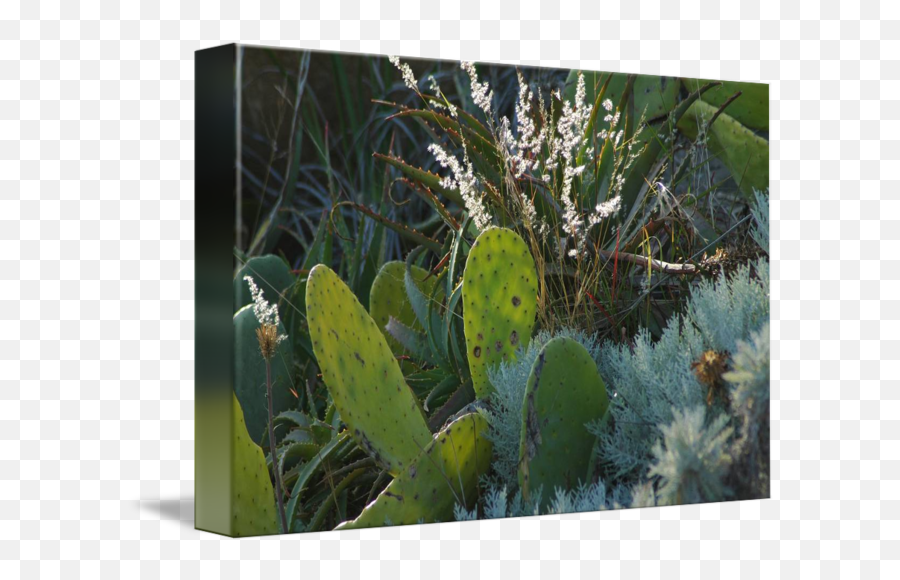 Nopal Translucent By George T Paine - Eastern Prickly Pear Png,Nopal Png