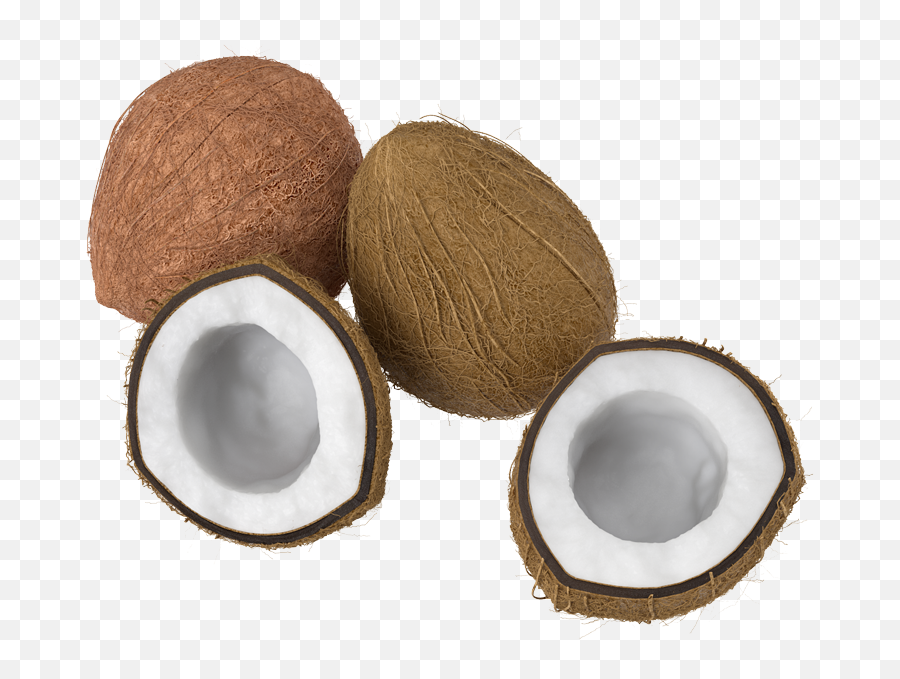 Coconuts Episode Life - Percussion Png,Coconuts Png