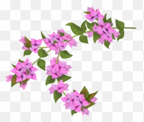 Drawing Botanical Illustration - Bougainvillea Drawings Png,Bougainvillea Png
