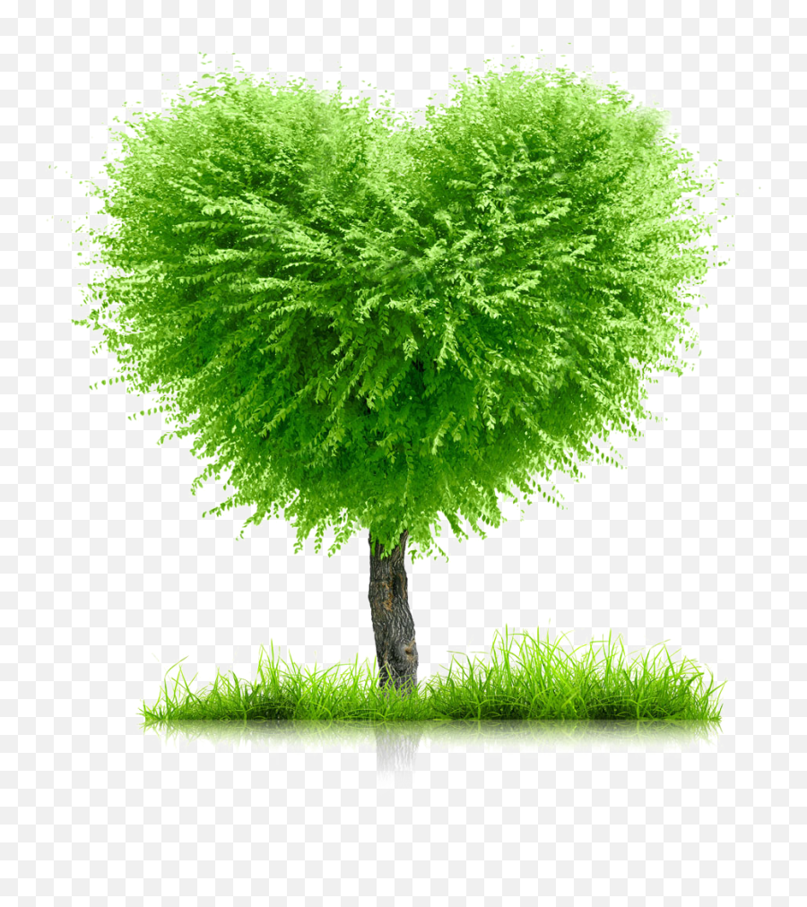Heart Tree Earth Month Day Green Life Go - Background For Family Tree Png,Green Heart Png
