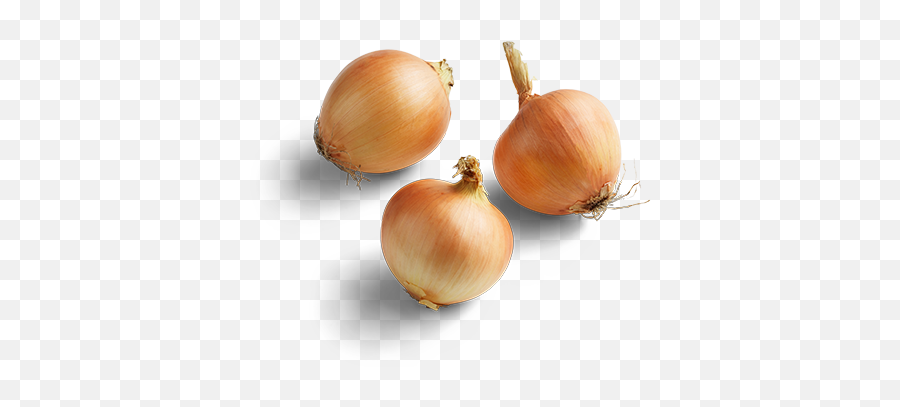 Onions Fresh Grown Year Round By Hydro Produce Australia - Yellow Onion Png,Onion Transparent