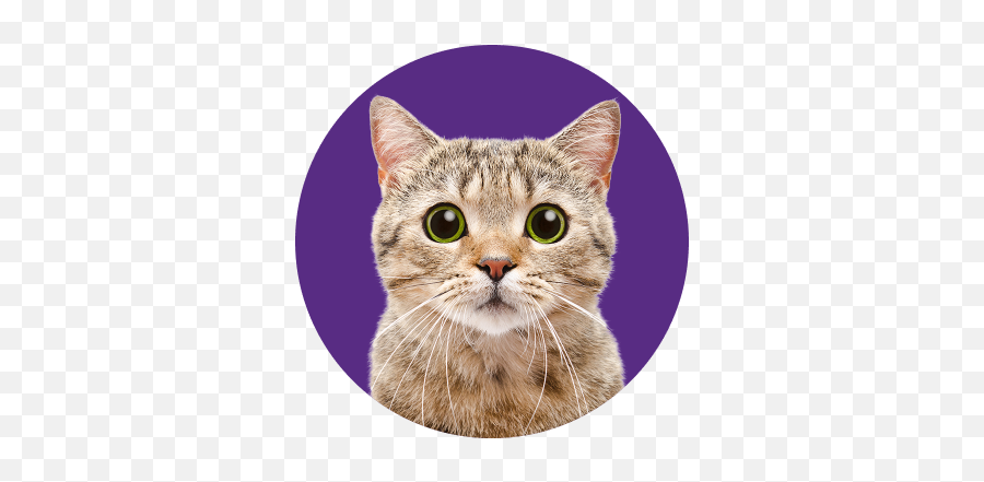 Inside Story - Cute Cat Wallpaper Hd For Android Png,Worms Png