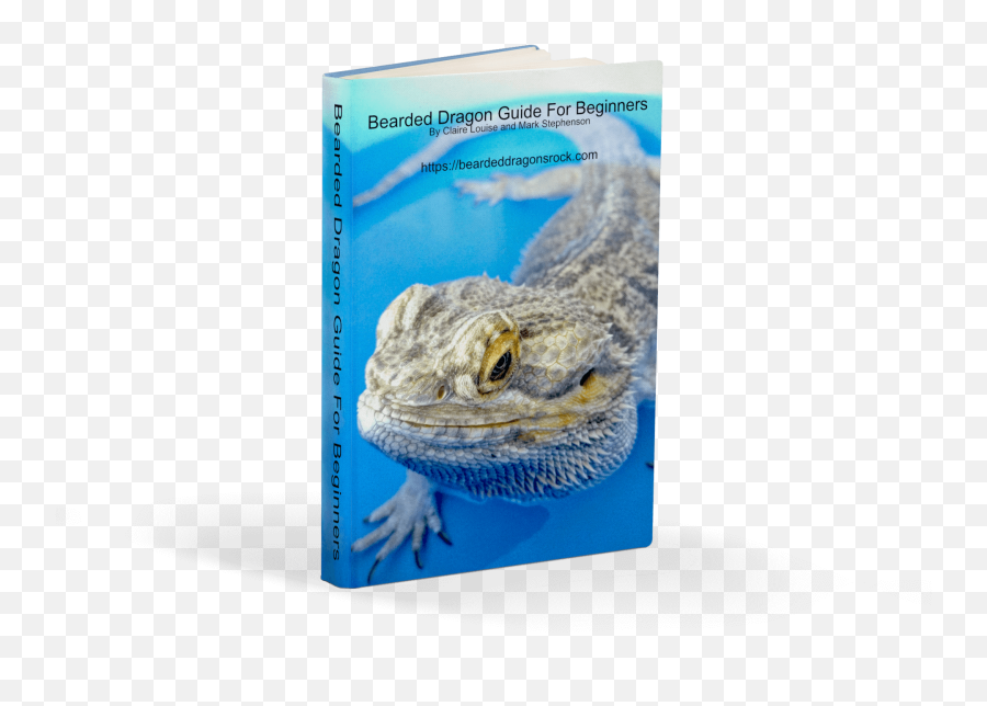 Bearded Dragon - Agama Png,Bearded Dragon Png