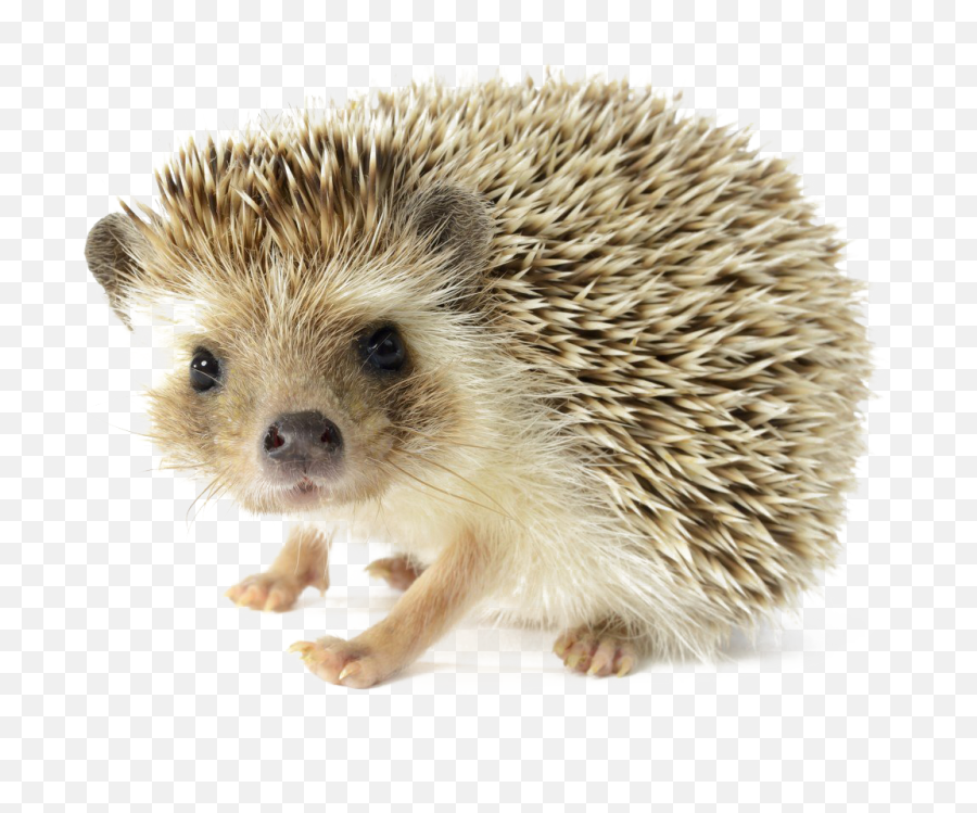 Hedgehog Png Photos - Hedgehog Png Transparent,Hedgehog Png