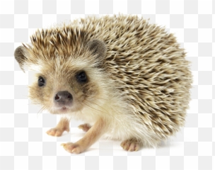 Hedgehog Png Photos - Transparent
