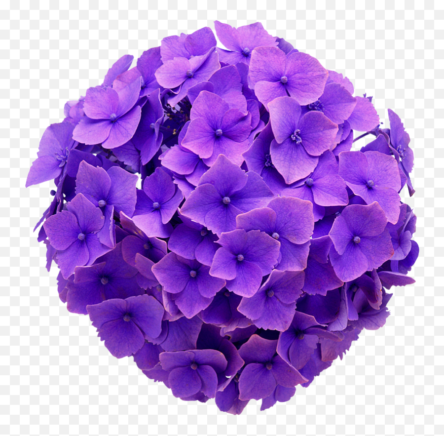 Download Hydrangea Real Flower Purple Cute Beautiful - Purple Hydrangea Transparent Background Png,Hydrangea Png