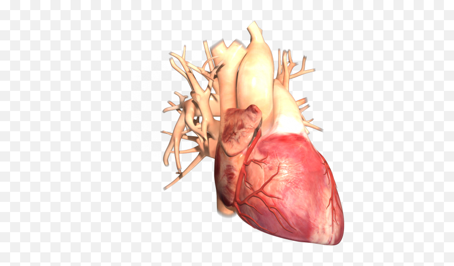 Human Heart Sample - No 1 Trinsic Animation Injury Png,Human Heart Png