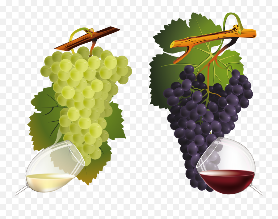 Download 0 Af2c6 Fcb99b7f Orig - Wine Grape Grapes Vector Wine And Grapes Vector Png,Grapes Transparent Background