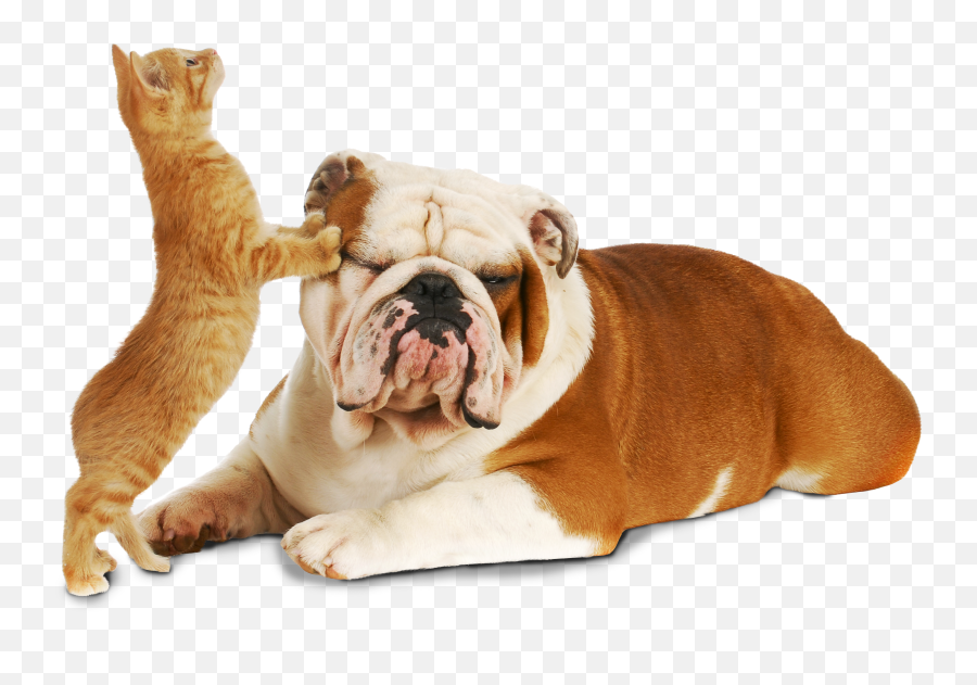 About - Creeksideu0027s Giving Tails Contest Cute Dog And Cat Images Hd Png,Pets Png