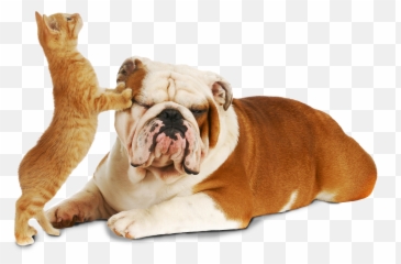 About - Creeksideu0027s Giving Tails Contest Cute Dog And Cat Images Hd Png,Pets Png