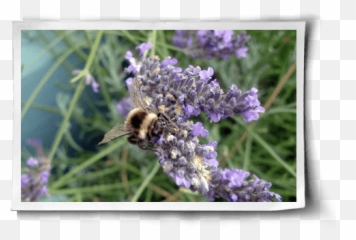 Honey Why Itu0027s Not Vegan - Honeybee Png,Honey Bee Png