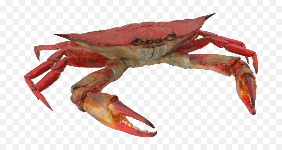 Crab Episode Life - Freshwater Crab Png,Crab Png