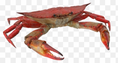 Crab Episode Life - Freshwater Crab png