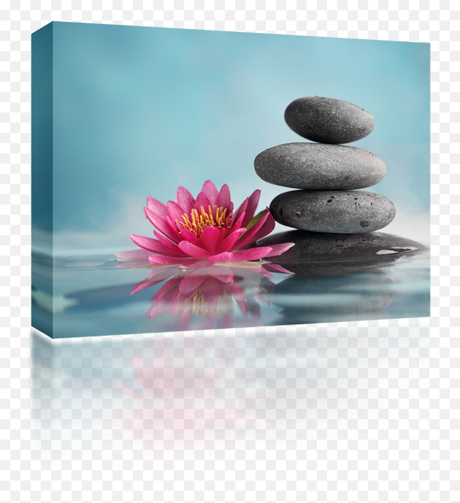 Pink Water Lily Stones - Lotus Flower Pic Best Png,Water Lily Png