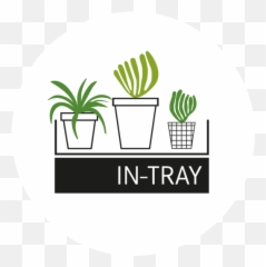 Euphorbia Tirucalli - Milk Bush u2014 INTRAY PLANTS Label png