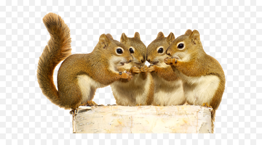 Download Hd Squirrel Png - Squirrels Png,Squirrel Png