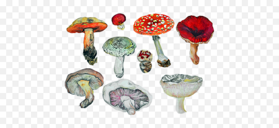 Mushrooms Not My Pic - Mushroom Drawings Png,Mushroom Transparent