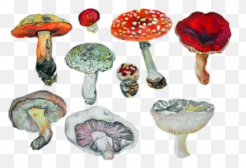 Mushrooms Not My Pic - Mushroom Drawings Png,Mushroom Transparent