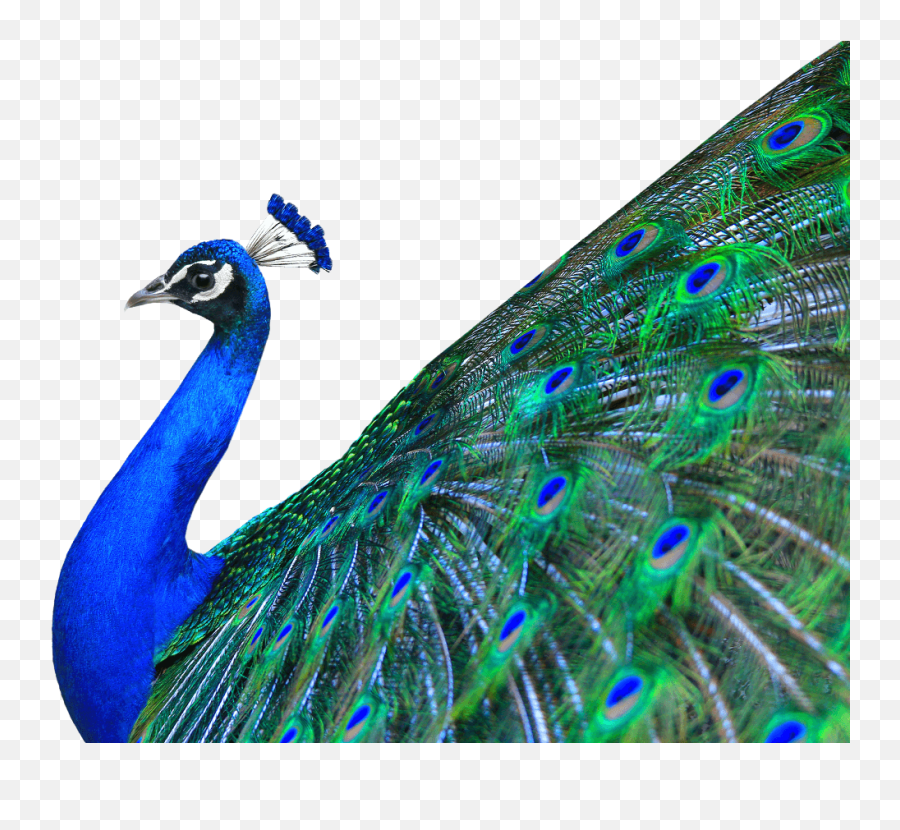Peacock Png Images Free Download - Peacock Transparent,Transparent Backgrounds Png