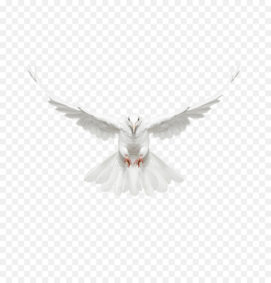 Download Free Png - Pigeonpngtransparentimages Flying Dove Front View,Transparent Backgrounds