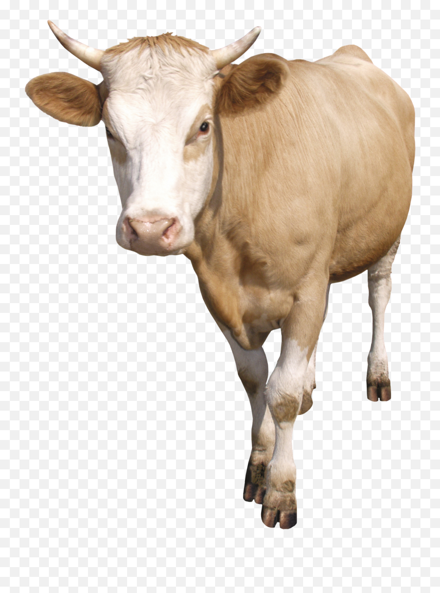Cow Png Transparent