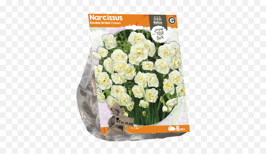 Download Narcissus Double Bridal Crown - Daffodil Png,Daffodil Icon