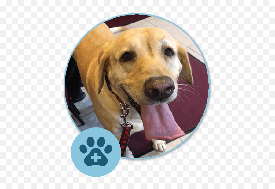 New Patient Forms Blakeslee Animal Clinic In Pa - Martingale Png,Leash Icon