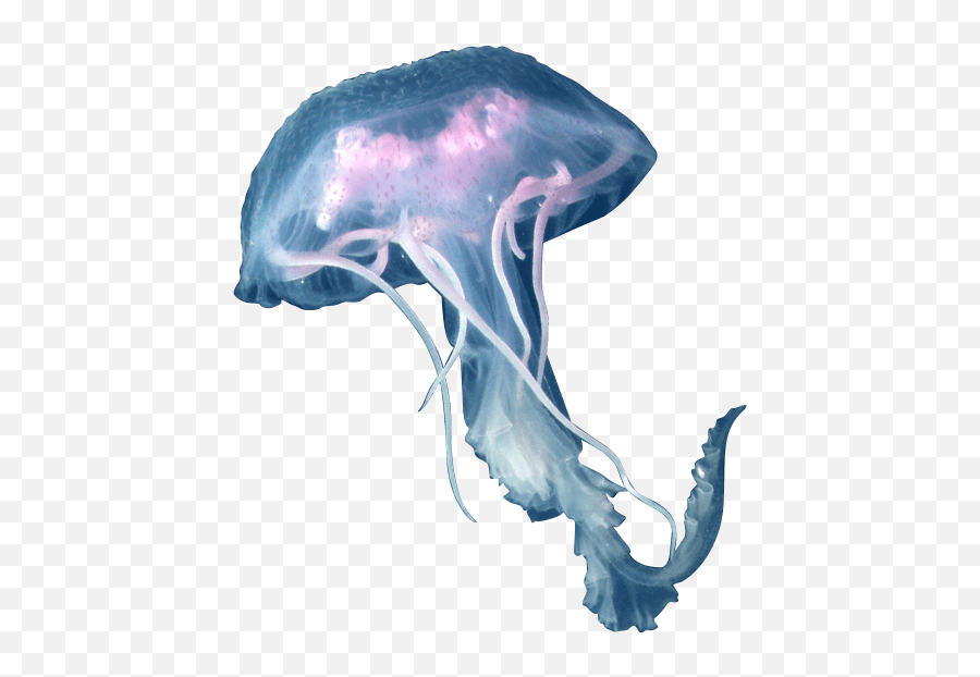 Png Jellyfish - Jellyfish Png,Transparent Jellyfish
