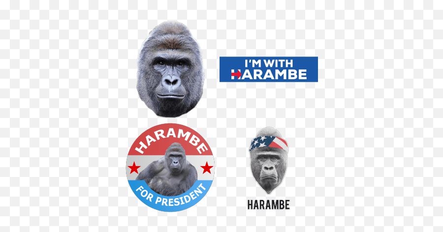 Harambe Transparent Png Images - Harambe Png,Harambe Transparent