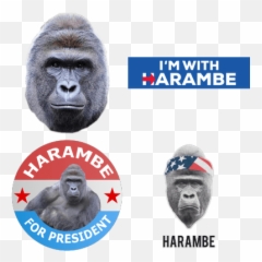 Harambe Transparent Png Images