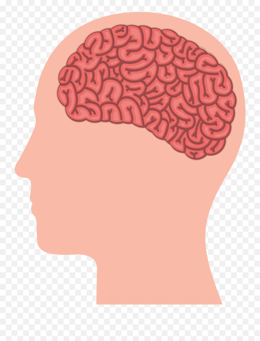 Vector Human Brain Svg Transparent - Brain Png,Human Brain Png