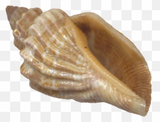 Use These Seashell Vector Clipart 24611 - Free Icons and Shell No Background png