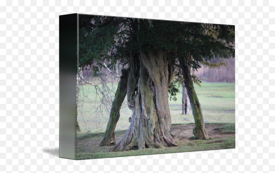 Spooky Tree By Andycalv - Grove Png,Spooky Tree Png