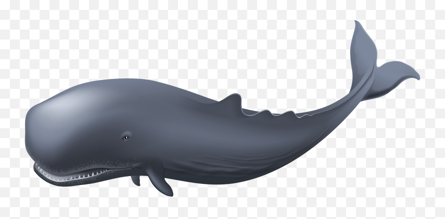 Whale Png Transparent Whalepng Images Pluspng - Whale Png Transparent,Dead Fish Png