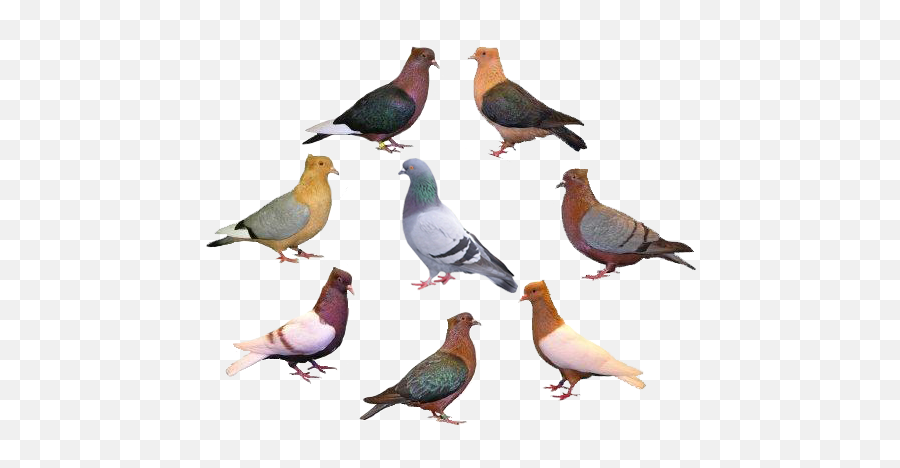 Pigeons Ferrebeekeeper - Varieties Of Pigeon Png,Pigeon Png