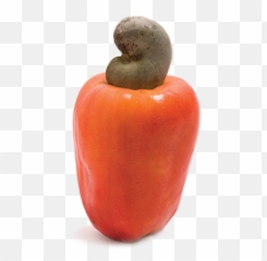 Download With Large Cashew Plantations - Raw Cashew Nuts With Fruits Png,Cashew Png