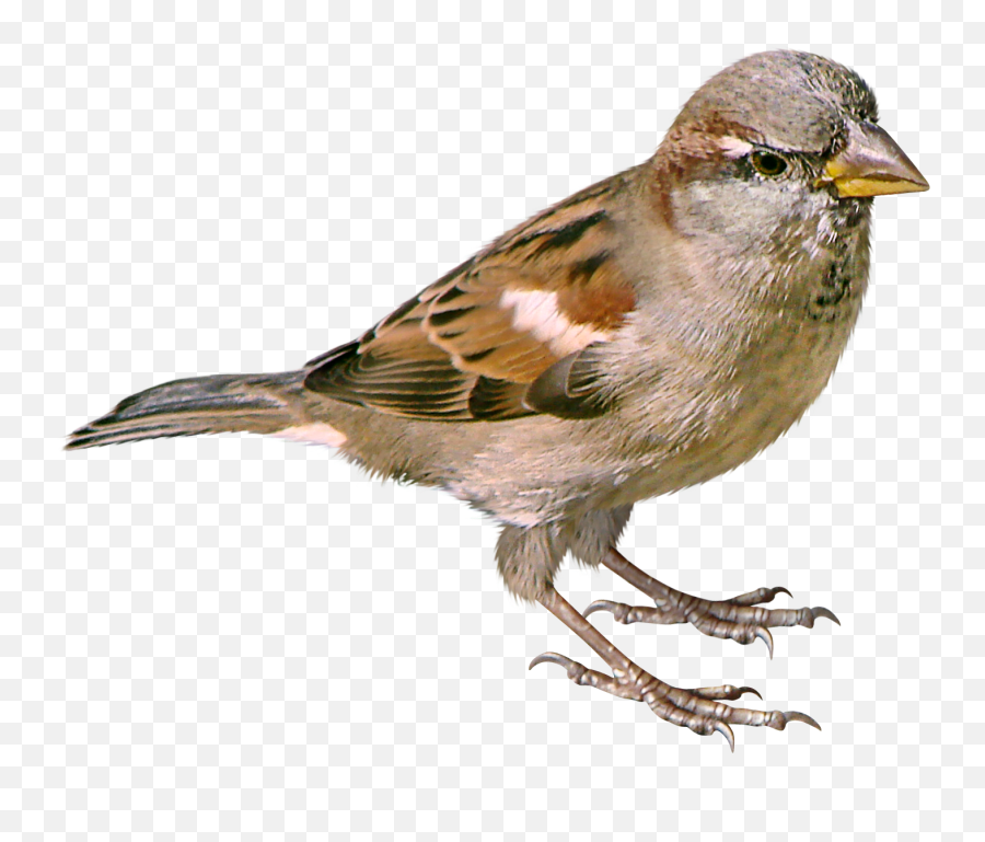 Sparrow Png Images Free Download - Burung Gereja Png,Sparrow Png