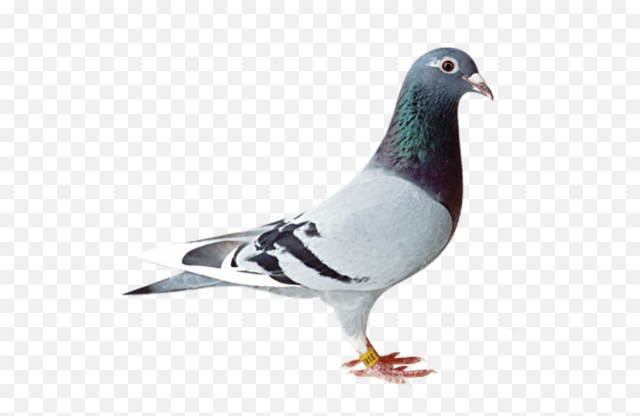 Bird Png Transparent Background Image For Free Download 10 - Racing Pigeons Png,Dove Transparent Background