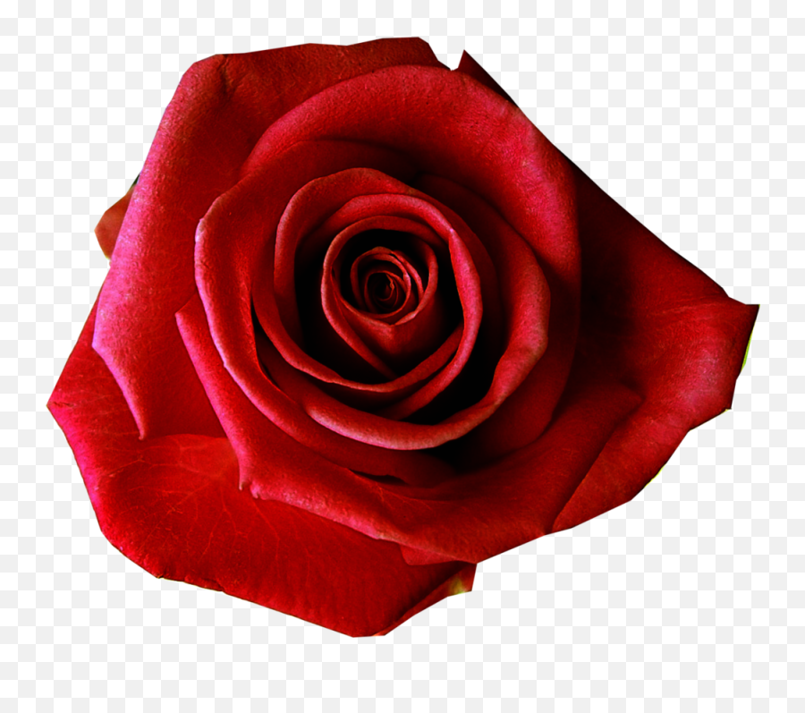 Red Rose Transmission Infinity Of The 7 Day - Hd Red Rose Flower Transparent Background Png,Welcome Transparent Background