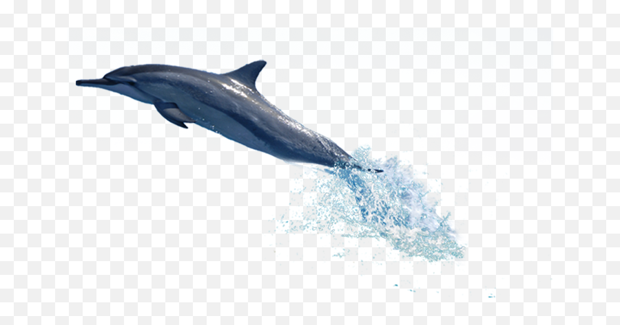 Dolphin Png Transparent Free Images Only - Dolphin Jumping Out Of Water Png,Fish Png Transparent