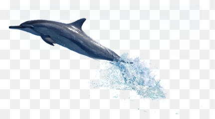 Dolphin Png Transparent Free Images Only - Dolphin Jumping Out Of Water Png,Fish Png Transparent