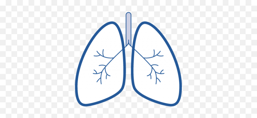 Download Hd Easy Drawings Of Lungs Transparent Png Image - Circle,Lungs Png
