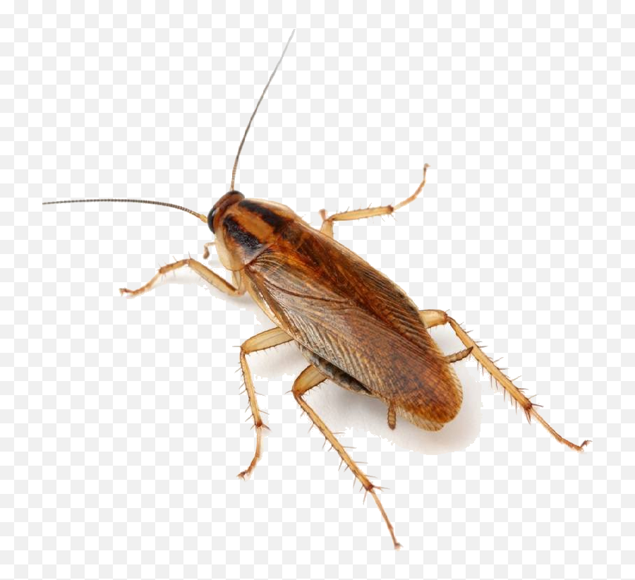 Cockroach Exterminator - People Afraid Of Cockroaches Png,Cockroach Transparent