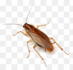 Cockroach Exterminator - People Afraid Of Cockroaches Png,Cockroach Transparent