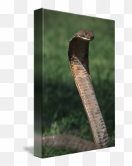 King Cobra By Matthijs Kuijpers - Indian Cobra png