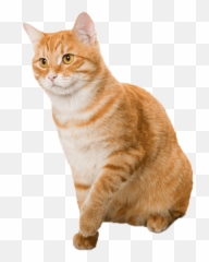 Frequently Asked Questions - Arabian Mau Png,Orange Cat Png